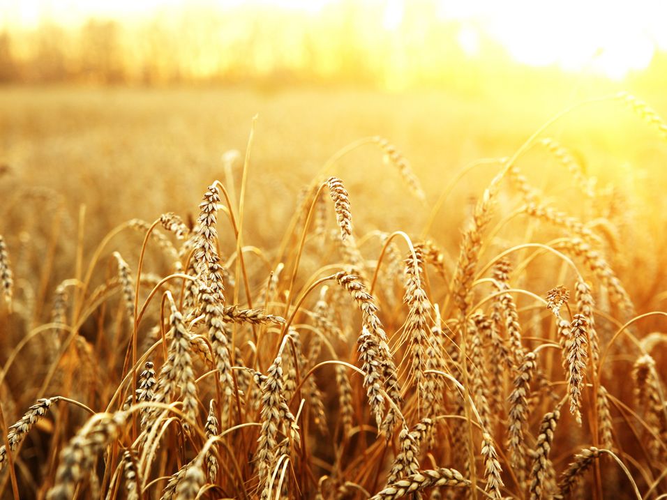 Goldene Weizenähren in einem Feld bei Sonnenuntergang